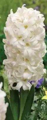 HYACINTHUS 'Carnegie'