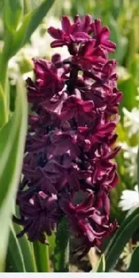 HYACINTHUS 'Woodstock'