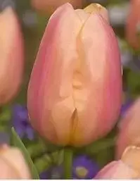 TULIPA 'Apricot Favourite'