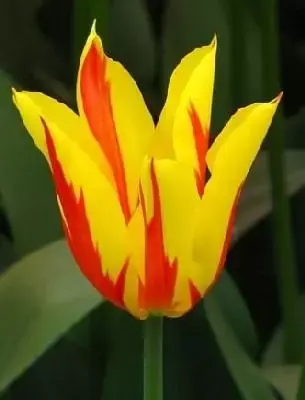 TULIPA 'Fire Wings'