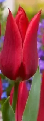 TULIPA 'Pieter de Leur'