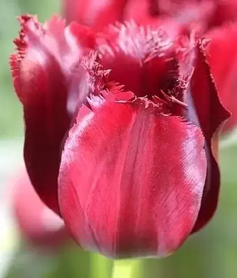 TULIPA 'Vincent van Gogh'