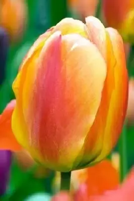 TULIPA 'Apeldoorn's Elite'