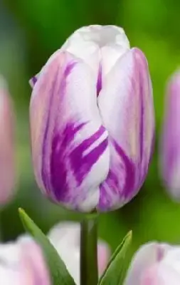 TULIPA 'Flaming Flag'