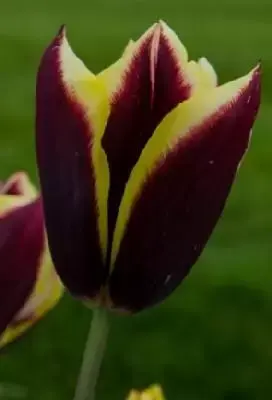 TULIPA 'Gavota'