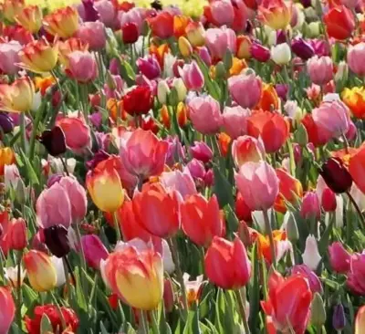 TULIPA 'Triumph Mix'