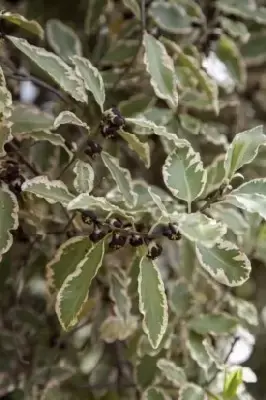 PITTOSPORUM tenuifolium 'Elizabeth' - image 1