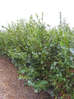 GRISELINIA littoralis 'Green Horizon' - image 1