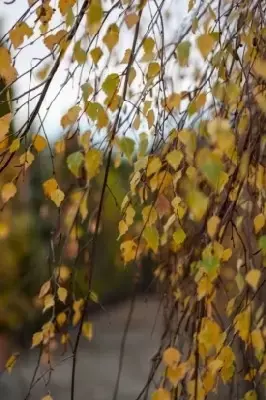 BETULA pendula 'Youngii'