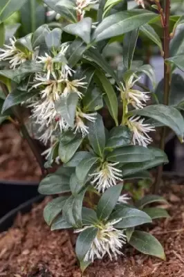 SARCOCOCCA hookeriana humilis