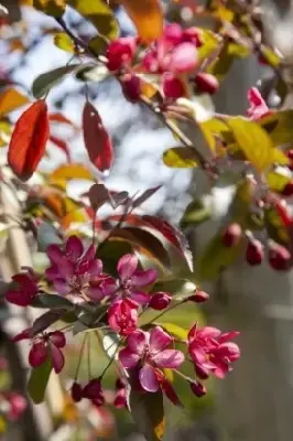 MALUS toringo 'Freja' - image 1