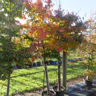 PARROTIA persica 'Bella'