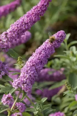 BUDDLEJA 'Pink Micro Chip' - image 1