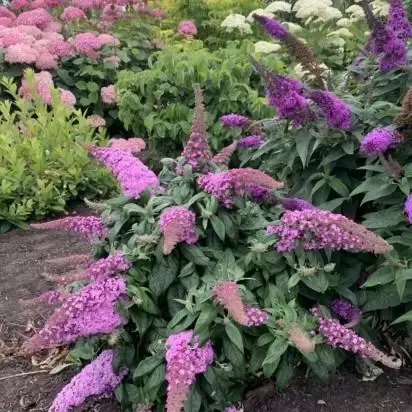 BUDDLEJA 'Rocketstar Flamingo'