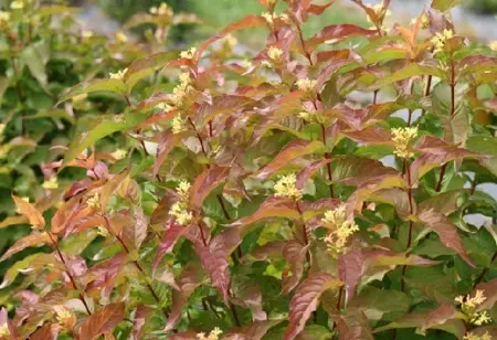 DIERVILLA rivularis 'Kodiak Orange'