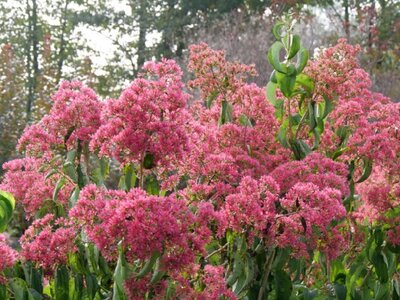 HEPTACODIUM miconioides 'Temple of Bloom' - image 4