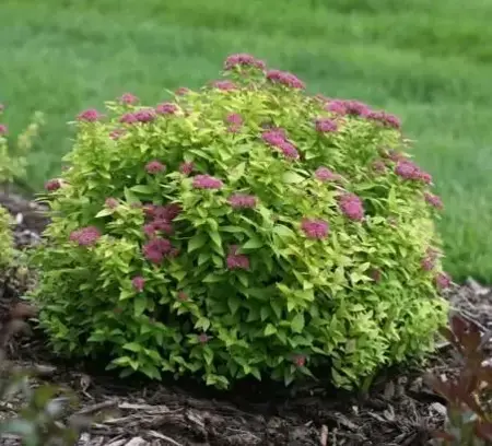 SPIRAEA japonica 'Double Play Gold'