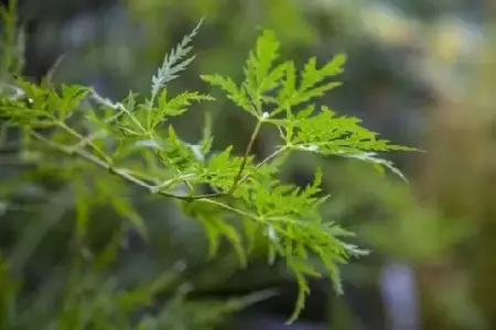 ACER palmatum dissectum - image 1