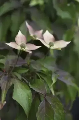 CORNUS kousa 'Cappuccino'