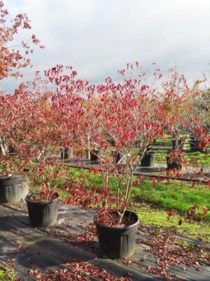 CORNUS kousa 'Cappuccino' - image 1