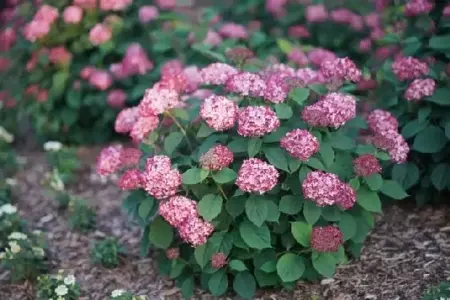 HYDRANGEA arborescens 'Ruby Annabelle'