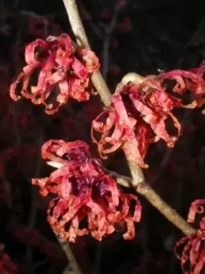 HAMAMELIS x intermedia 'Diane' - image 4