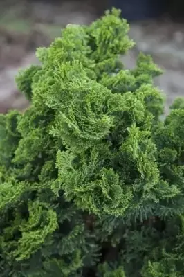 CHAMAECYPARIS obtusa 'Nana Gracilis'