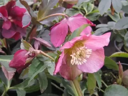 HELLEBORUS x hybridus 'Harvington Red'