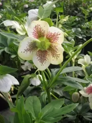 HELLEBORUS x hybridus 'Harvington White'