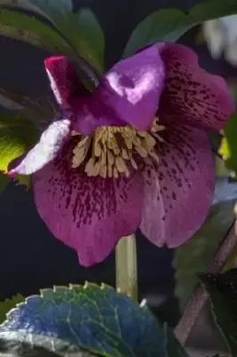 HELLEBORUS x hybridus 'Harvington Pink Speckled'