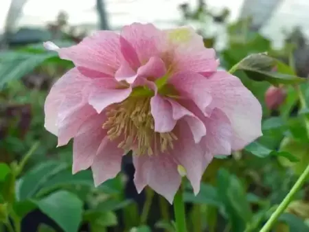 HELLEBORUS x hybridus 'Harvington Double Pink' - image 1