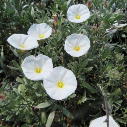 CONVOLVULUS cneorum - image 3