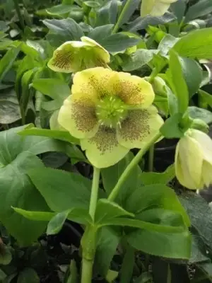 HELLEBORUS x hybridus 'Harvington Yellow Speckled' - image 1