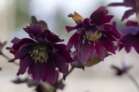 HELLEBORUS x h. 'Harvington Double Purple'