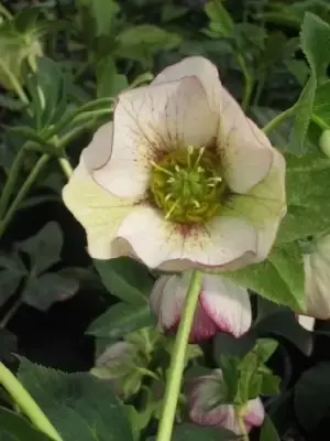 HELLEBORUS x hybridus 'Harvington Picotee'