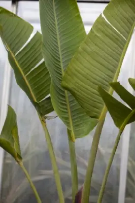 STRELITZIA augusta