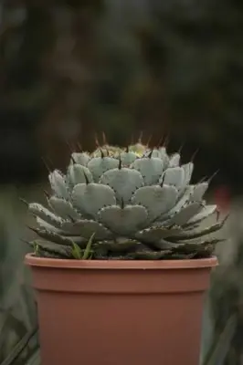 AGAVE potatorum 'Variegata' - image 3