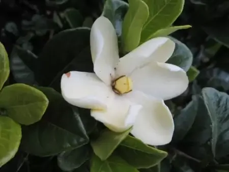 GARDENIA jasminoides 'Kleim's Hardy' - image 1