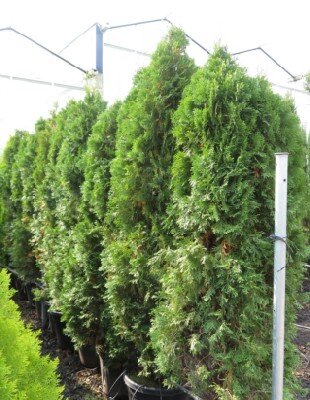 THUJA occidentalis 'Smaragd'