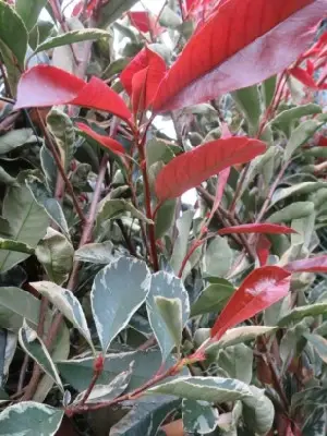 PHOTINIA x fraseri 'Pink Marble' - image 2