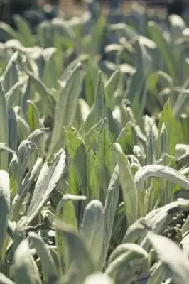 SENECIO 'Donkey's Ears' - image 1