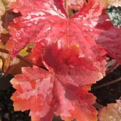 HEUCHERA 'Bloody Dinosaur'