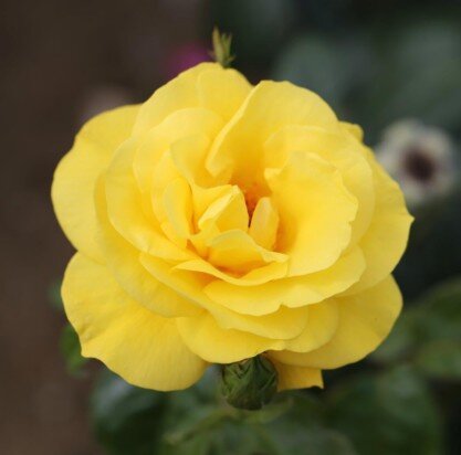 ROSA 'Golden Wedding'