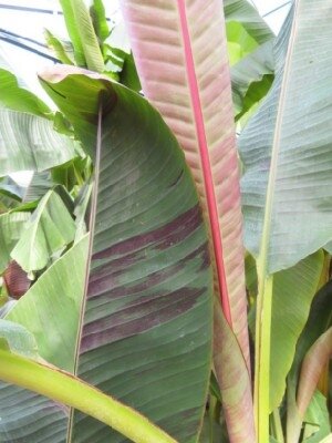 MUSA sikkimensis 'Red Tiger'