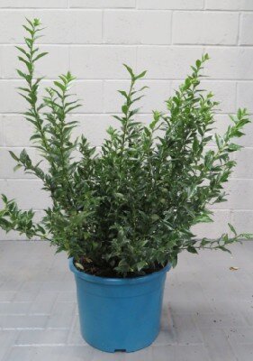 SARCOCOCCA confusa - image 2