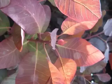 COTINUS coggygria 'Dusky Maiden' - image 2