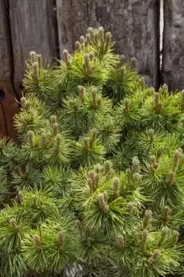 PINUS mugo 'Ophir'