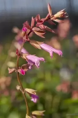 SALVIA 'Kisses and Wishes' - image 1