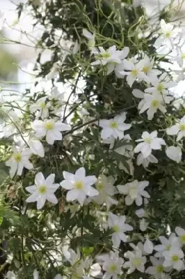 CLEMATIS cartmanii 'Avalanche'