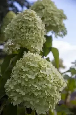 HYDRANGEA paniculata 'Limelight' - image 2